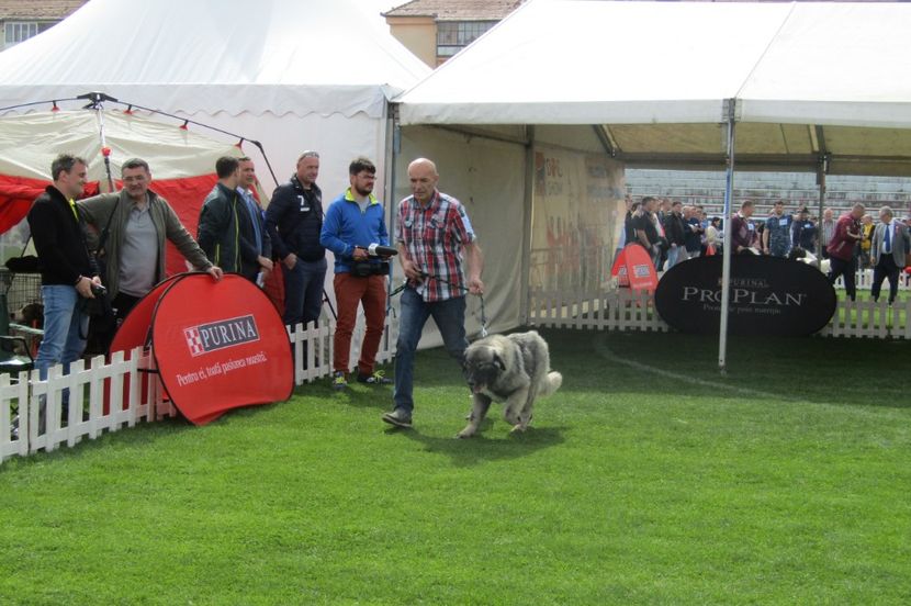 EXPO SIBIU 2018 - 2 CRĂIŢA DE PLAI PRAHOVEAN - CAMPION ROMANIA