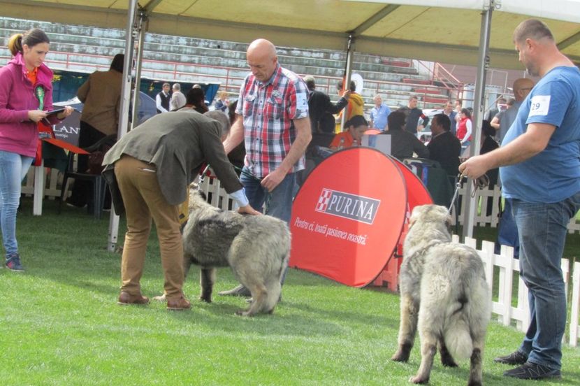EXPO SIBIU 2018 - 2 CRĂIŢA DE PLAI PRAHOVEAN - CAMPION ROMANIA