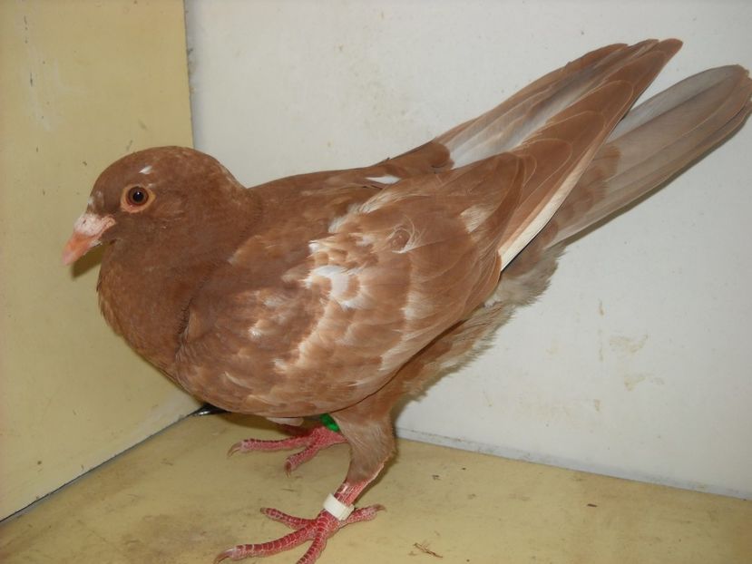 PUI 2018 - PORUMBEI VANDUTI