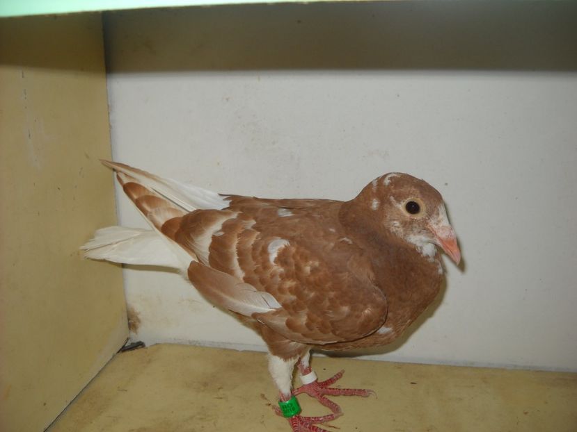 PUI 2018 - PORUMBEI VANDUTI