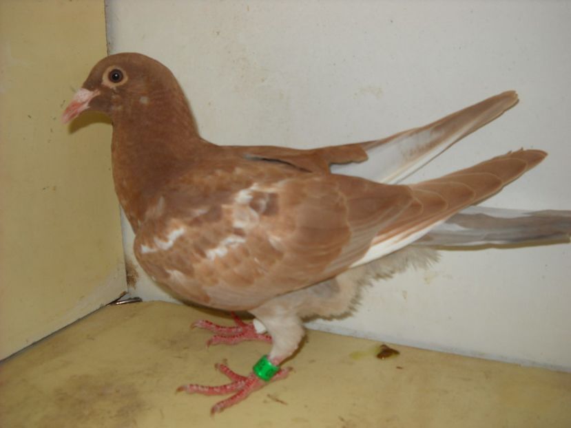 PUI 2018 - PORUMBEI VANDUTI