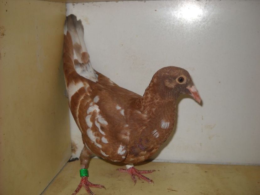 PUI 2018 -30 RON. - PORUMBEI VANDUTI