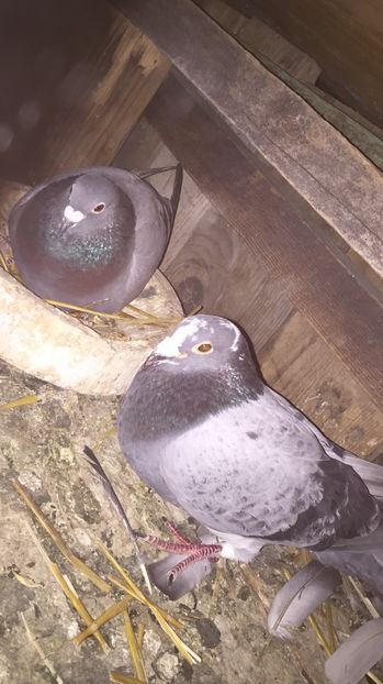 FD751411-8B4B-4B9F-8D7C-BAAC316D4A03 - PORUMBEI 2018