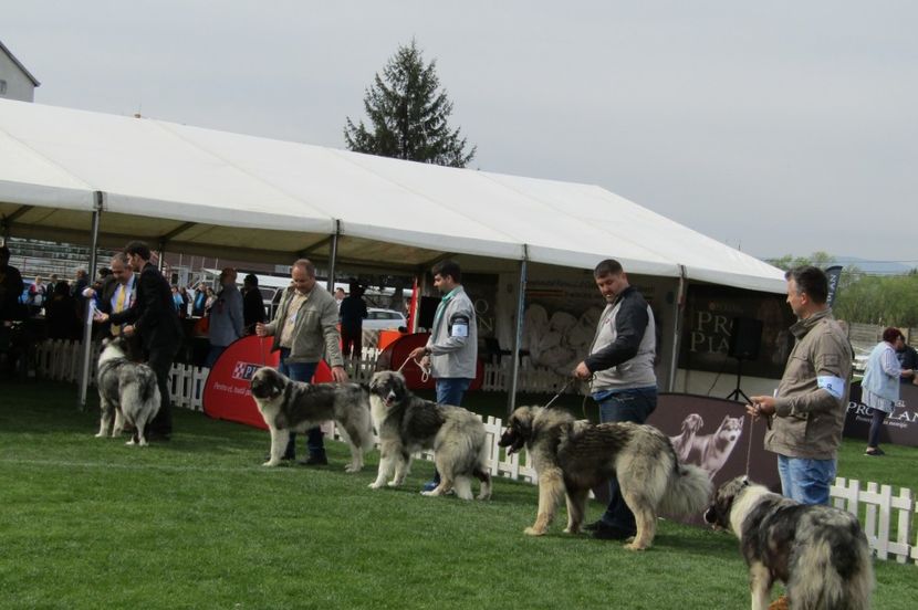 Sibiu 2018 - CIOBANESTI CARPATINI DIN EXPOZITII