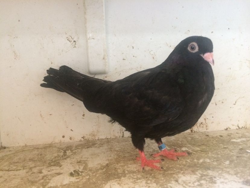 71 - 1-Lot zbor 2018