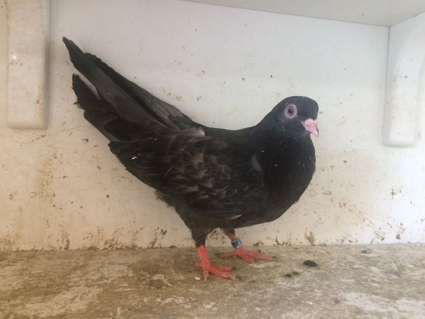 70 - 1-Lot zbor 2018