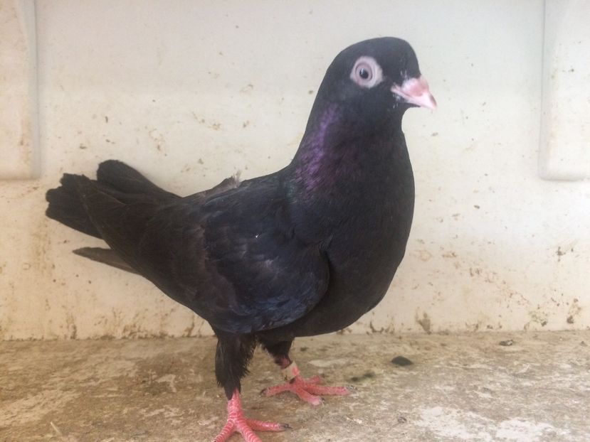 73 - 1-Lot zbor 2018