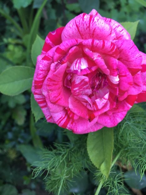 Henri Matisse ? - Trandafiri 2018 ll