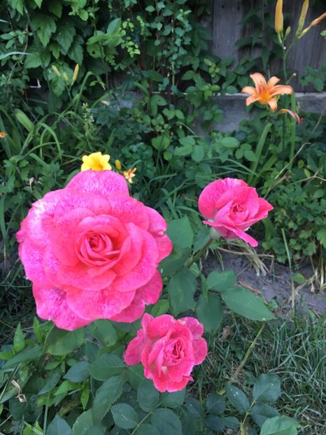 Pierre Cardin - Trandafiri 2018 ll