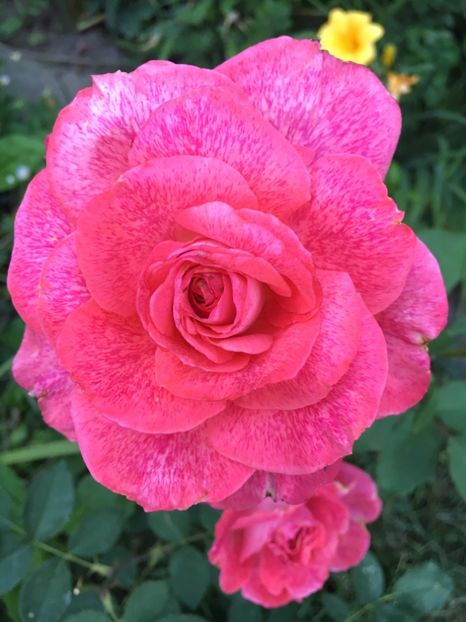 Pierre Cardin - Trandafiri 2018 ll