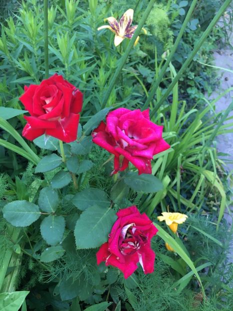 Osiria - Trandafiri 2018 ll