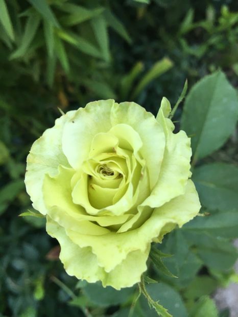 82DA8C84-2855-4BCC-8E57-DE813BB072BE - Trandafiri 2018 ll