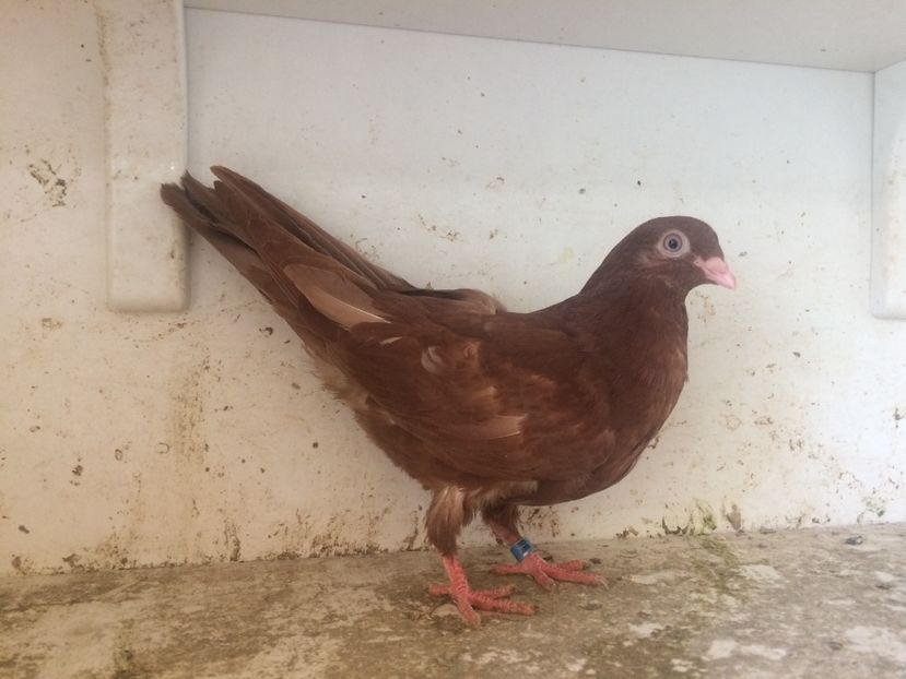 88 - 1-Lot zbor 2018