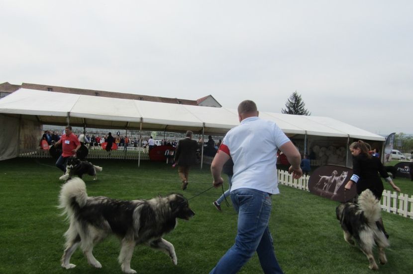 Sibiu 2018 - CIOBANESTI CARPATINI DIN EXPOZITII