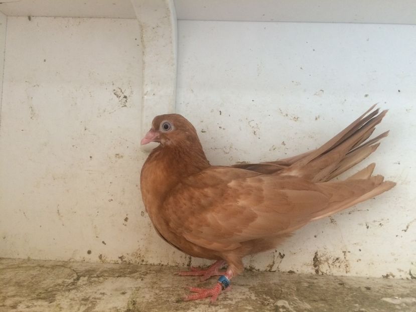 86 - 1-Lot zbor 2018