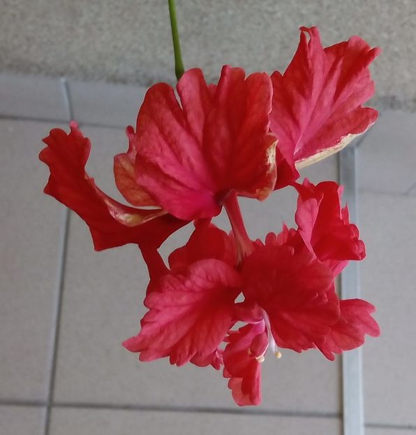 El Capitolio - HIBISCUS