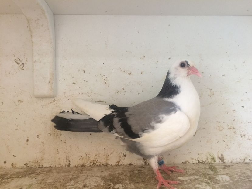 84 - 1-Lot zbor 2018