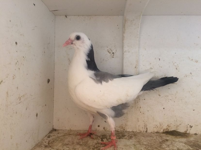 76 - 1-Lot zbor 2018