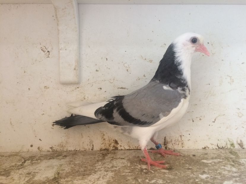 83 - 1-Lot zbor 2018