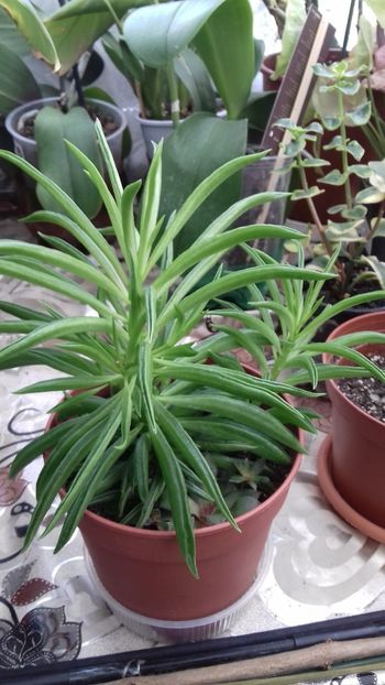 Madonna Pilone - 003-1 Cactusi și suculente