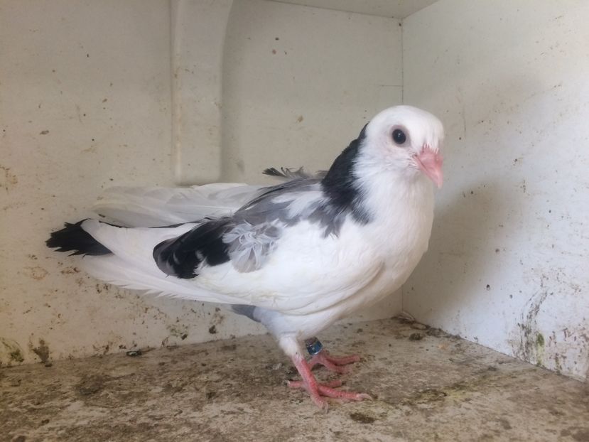 78 - 1-Lot zbor 2018