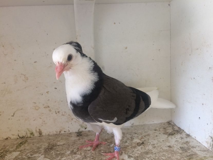 96 - 1-Lot zbor 2018