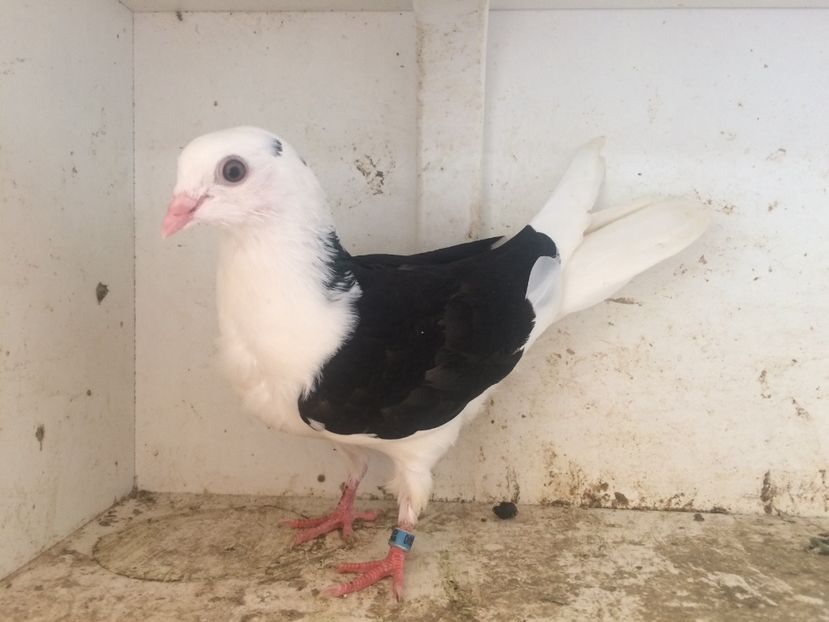 75 - 1-Lot zbor 2018