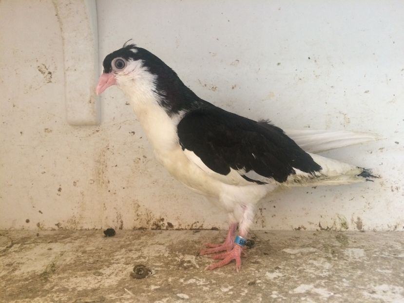 80 - 1-Lot zbor 2018