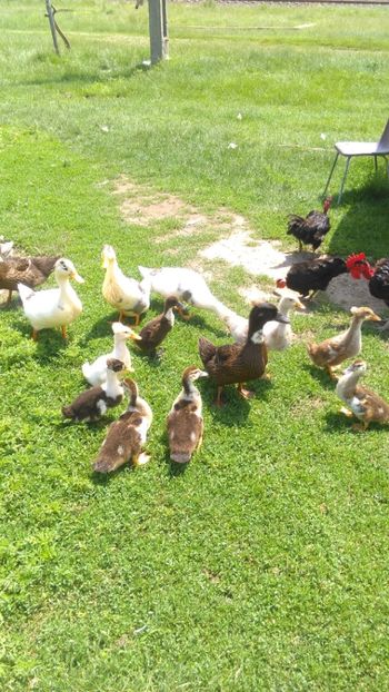  - Ratuste comune bobocei 18 !!