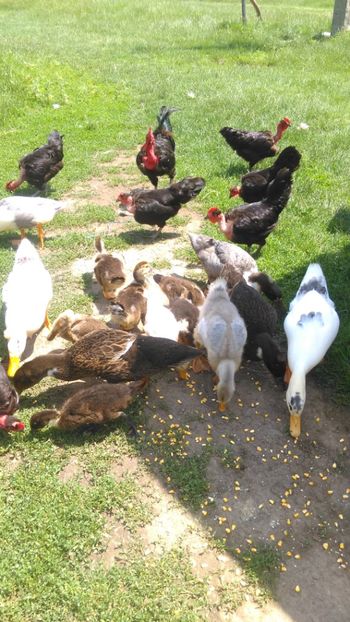  - Ratuste comune bobocei 18 !!