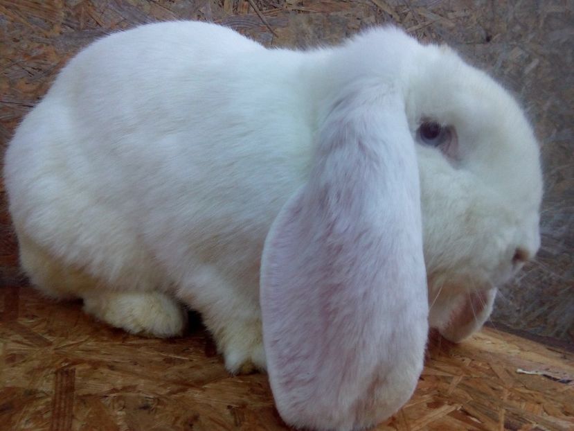 Femelă de 11 luni are o fătare - DE VINZARE 2019