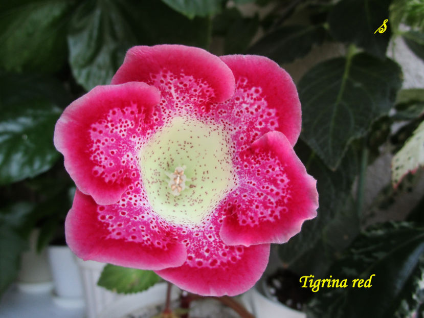 Tigrina red(12-06-2018) - Gloxinii 2018