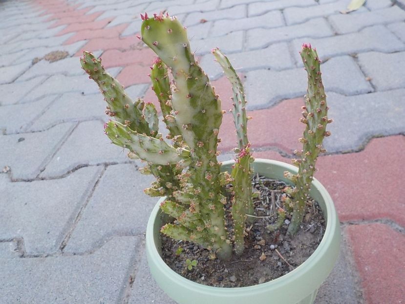  - opuntia monocantha variegata