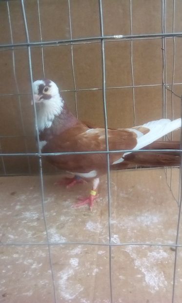 m - Jucatori de galati