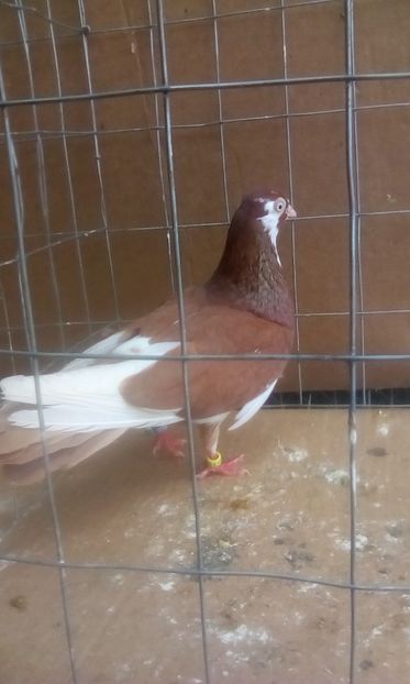  - Jucatori de galati