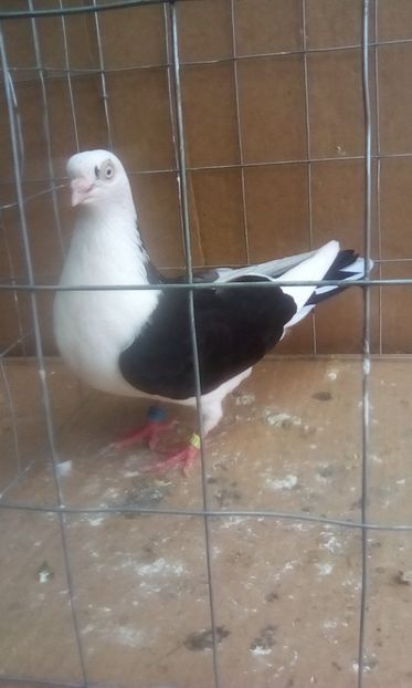 f - Jucatori de galati