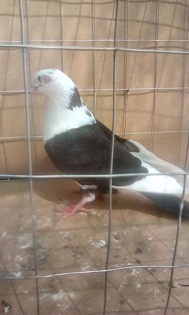  - Jucatori de galati