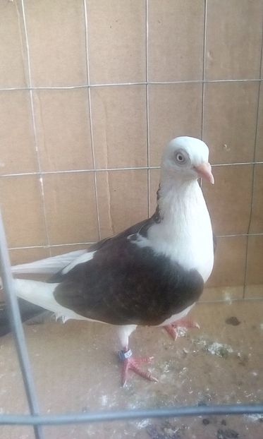 f - Jucatori de galati