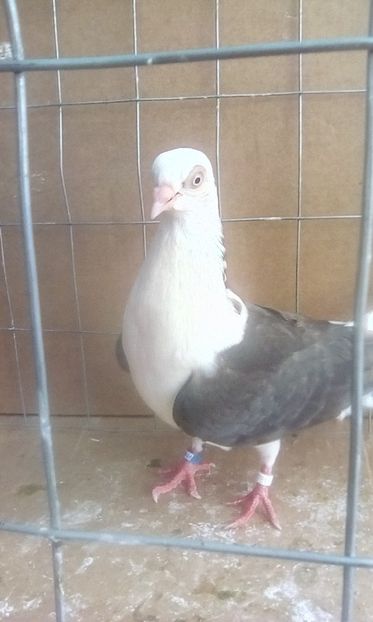  - Jucatori de galati