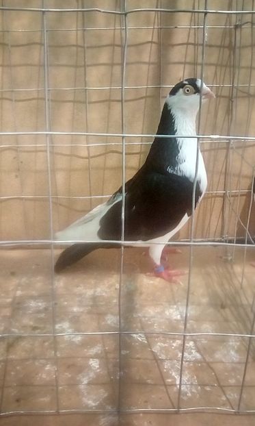 m - Jucatori de galati