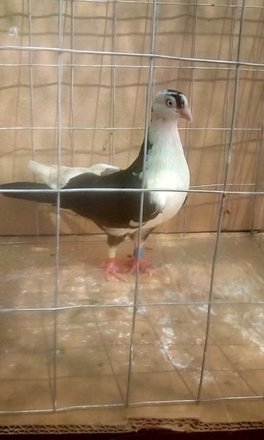 f - Jucatori de galati