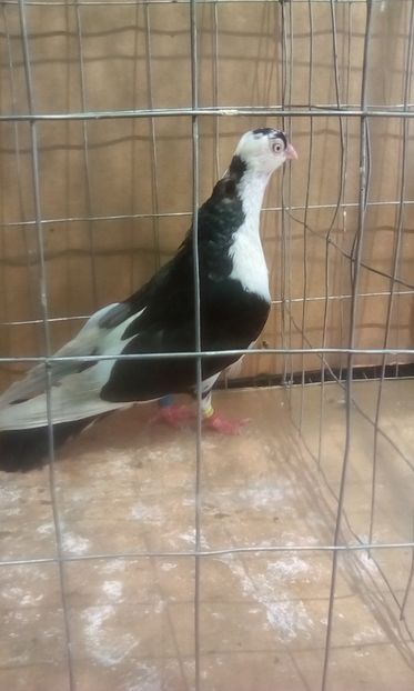  - Jucatori de galati