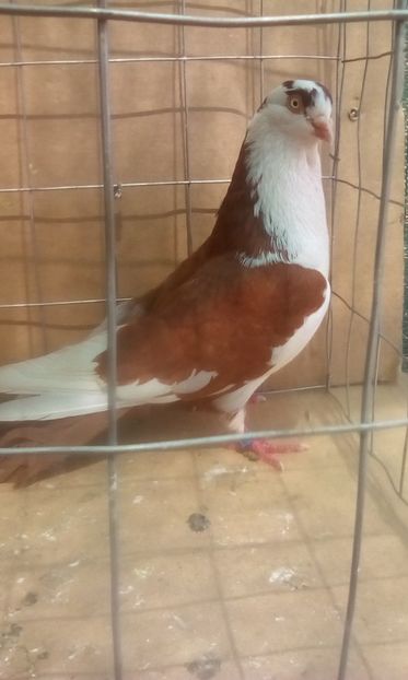  - Jucatori de galati