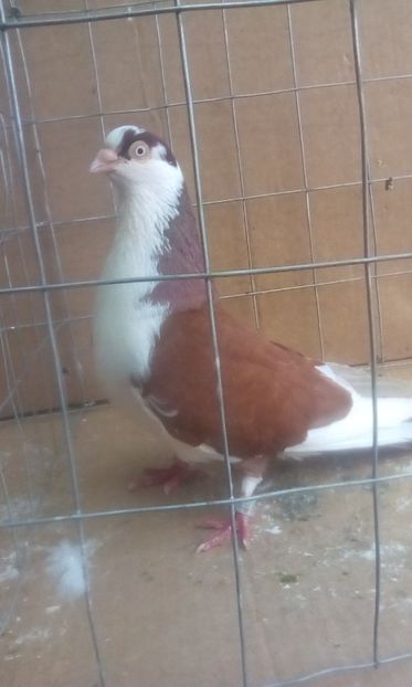 m - Jucatori de galati