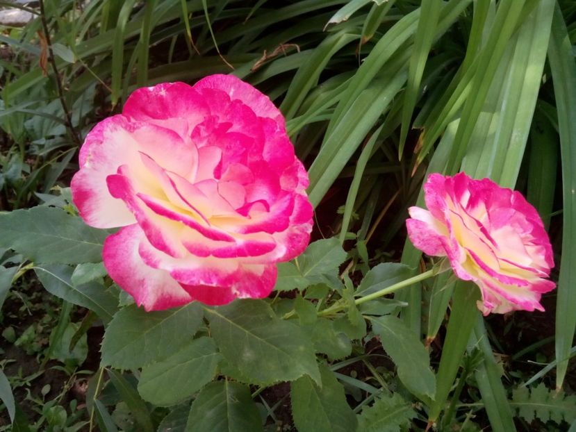  - Double Delight
