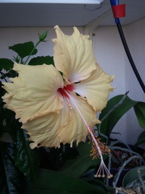 Sprinkle Rain (12-06-2018) - Hibiscusi 2018