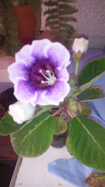  - plante de interior