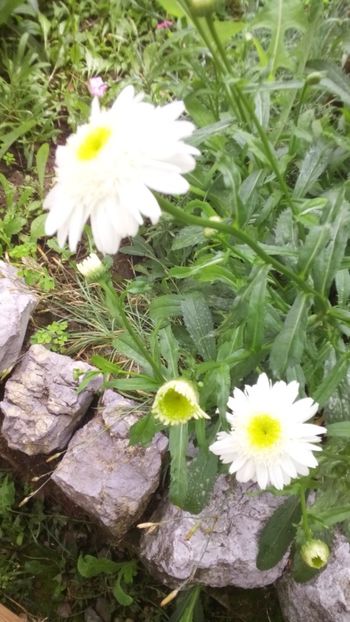  - Gradina 2018