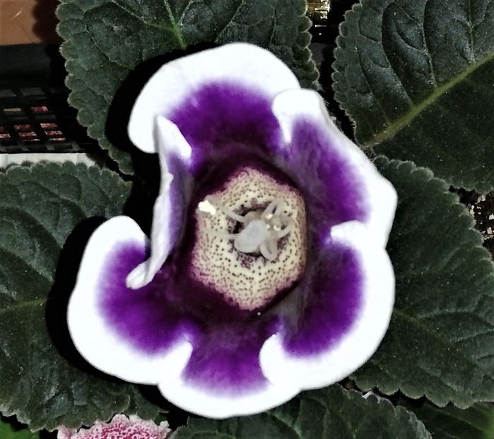  - Gloxinia