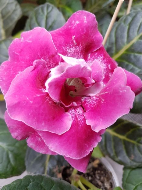16-2 - gloxinia 2018